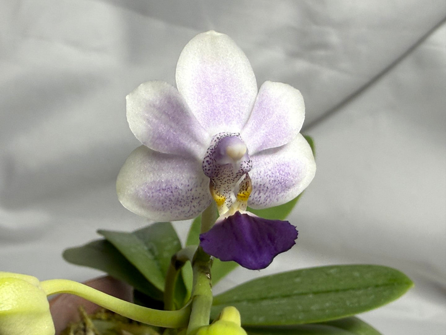 Phalaenopsis Su’s Glad Kid ‘Blue’ 260614 Flowering