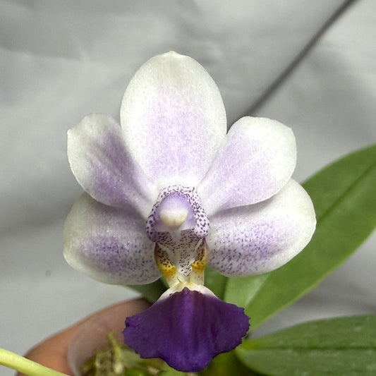 Phalaenopsis Su’s Glad Kid ‘Blue’ 260614 Flowering