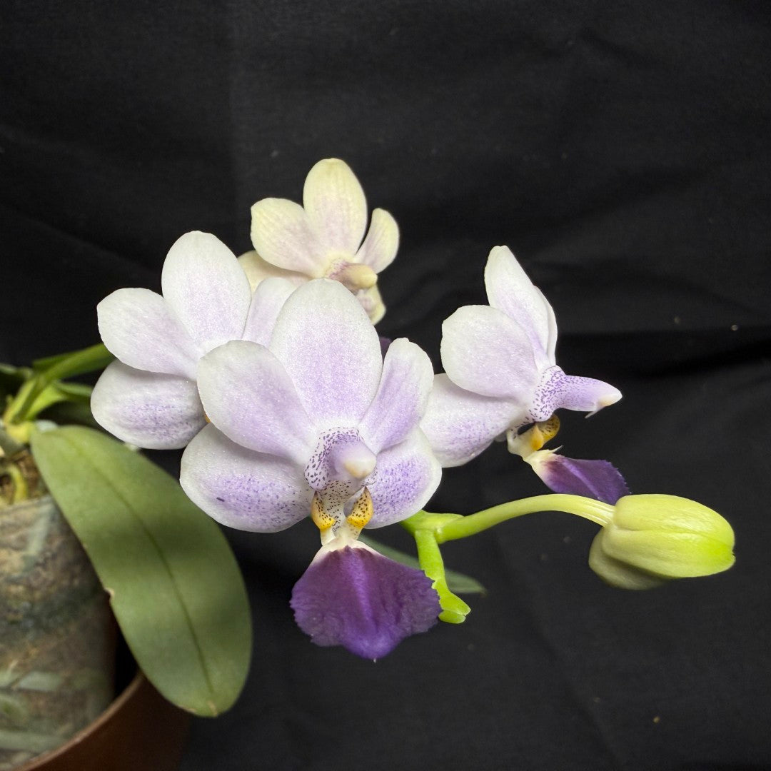 Phalaenopsis Su’s Glad Kid ‘Blue’ 260708-1 Flowering