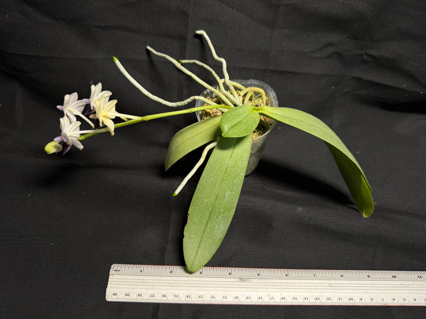 Phalaenopsis Su’s Glad Kid ‘Blue’ 260708-1 Flowering