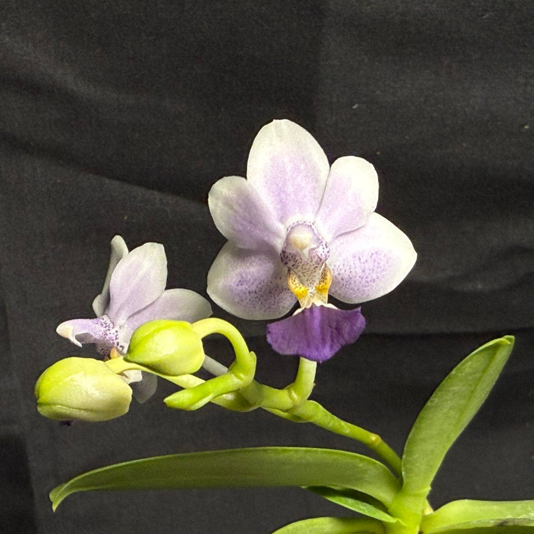 Phalaenopsis Su’s Glad Kid ‘Blue’ 260708-2 Flowering
