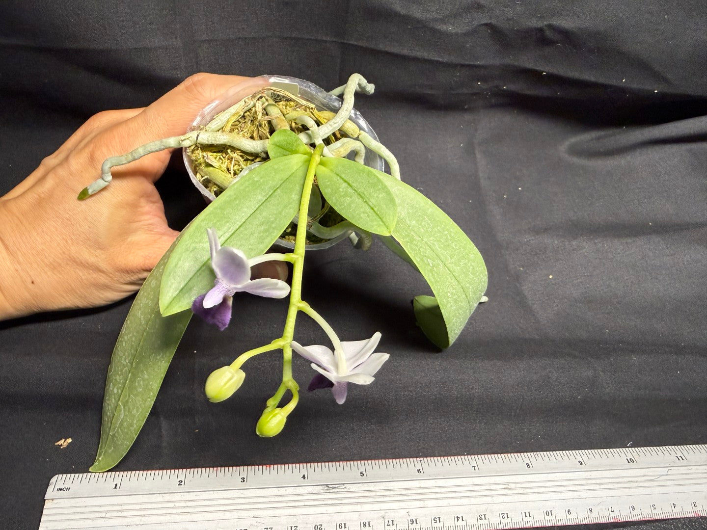 Phalaenopsis Su’s Glad Kid ‘Blue’ 260708-2 Flowering