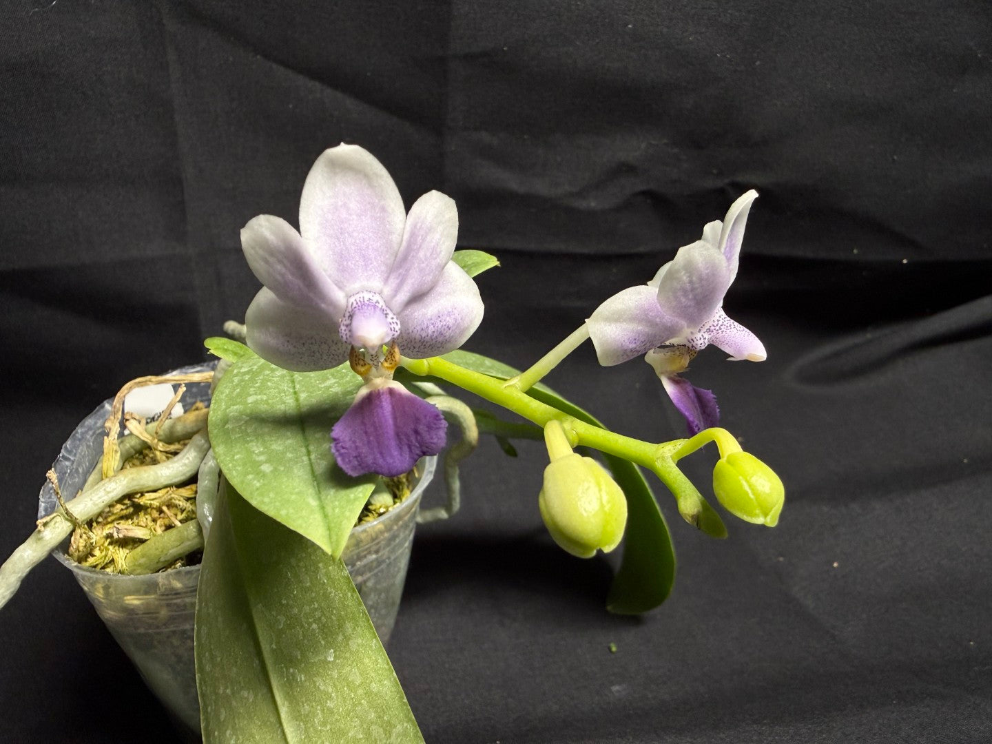 Phalaenopsis Su’s Glad Kid ‘Blue’ 260708-2 Flowering
