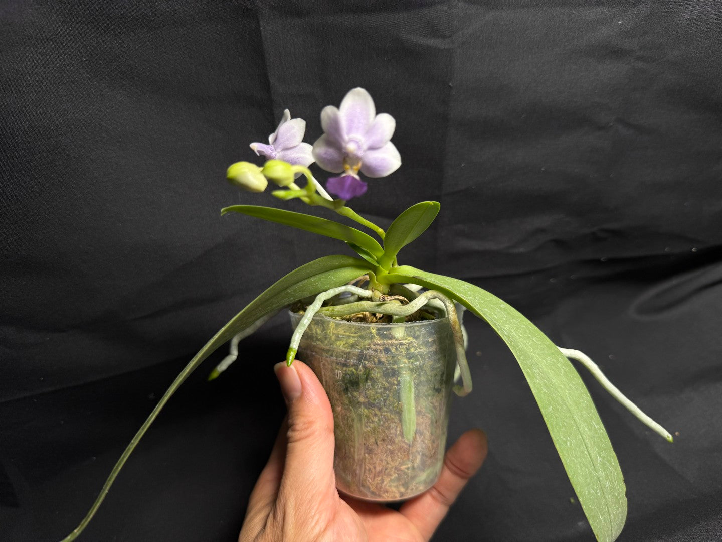 Phalaenopsis Su’s Glad Kid ‘Blue’ 260708-2 Flowering