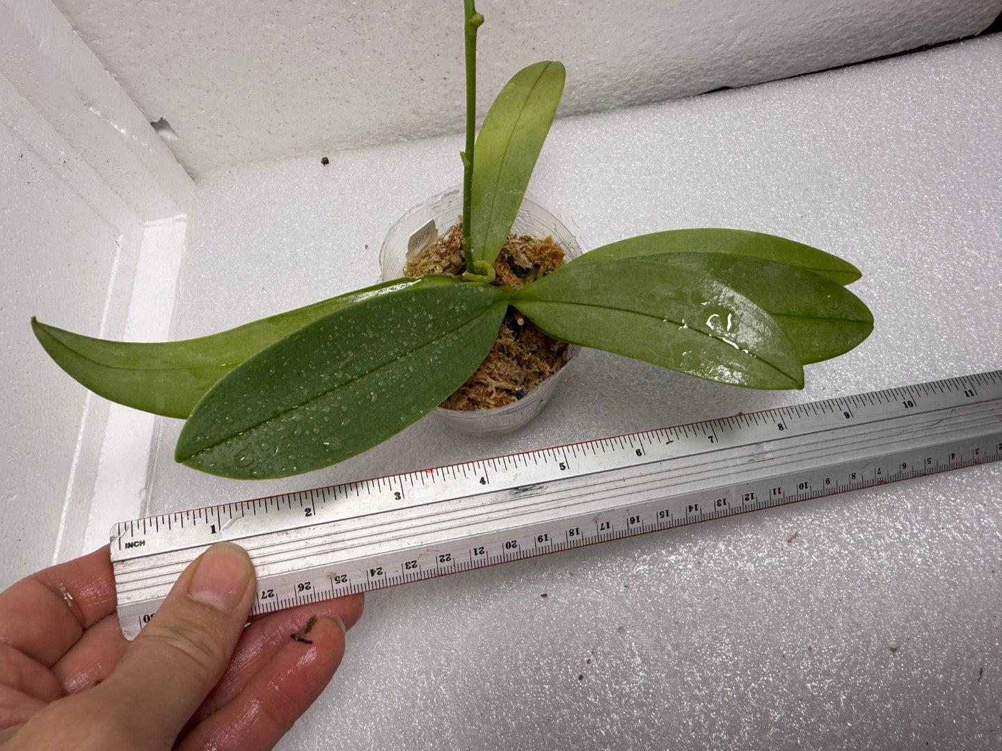 Phalaenopsis Su’s Glad Kid ‘Blue’ (Clone)
