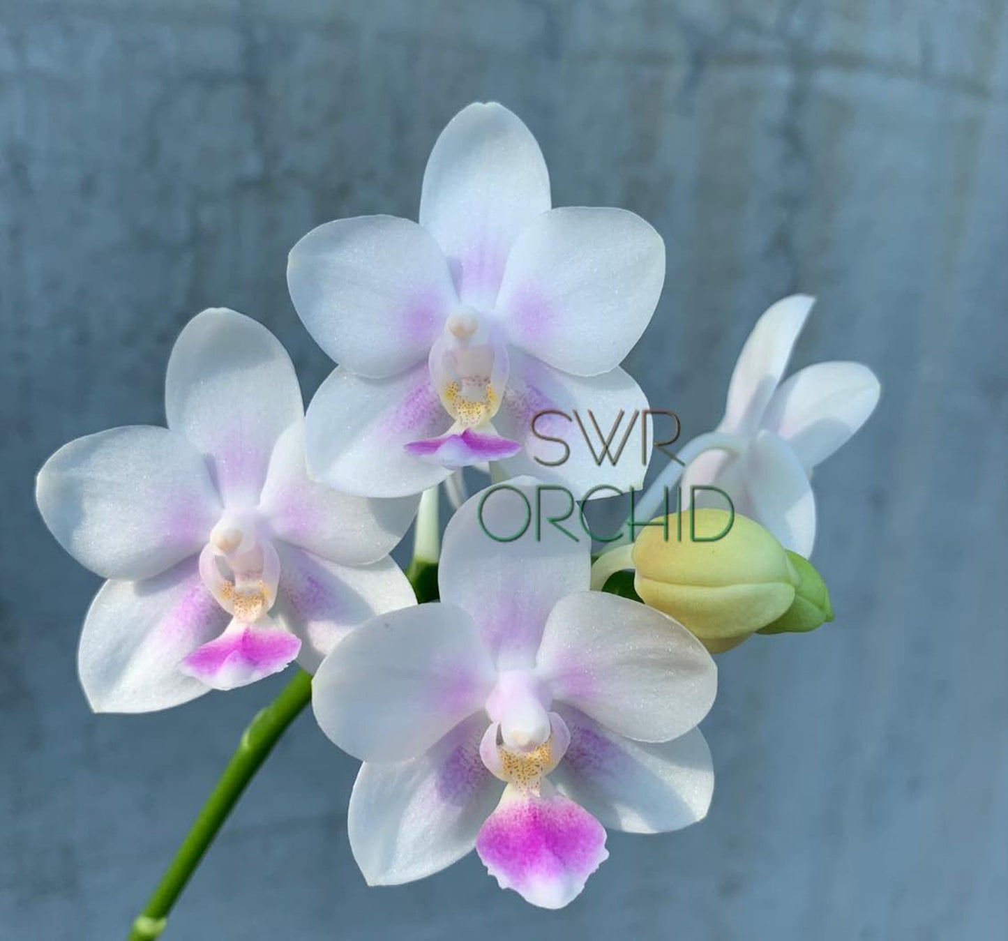 Phalaenopsis SWR Snowflake (Clone)