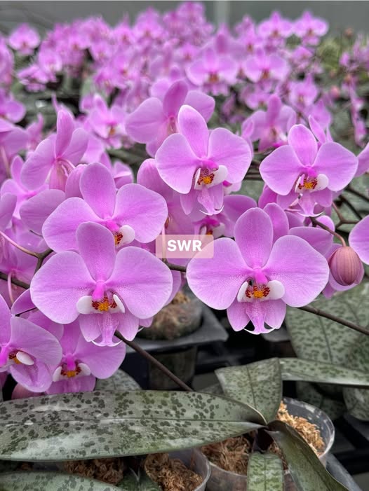 Phalaenopsis schilleriana 'M406' 雪櫻 (clone)