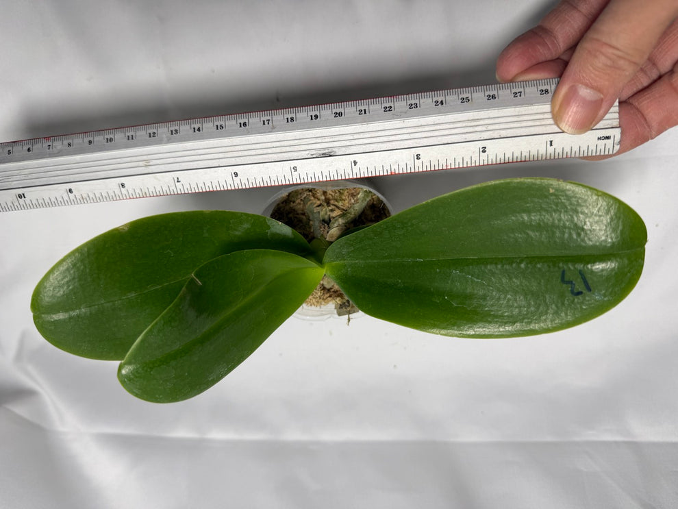 Phalaenopsis SWR Snowflake 'M413' – Big Leaf Orchids