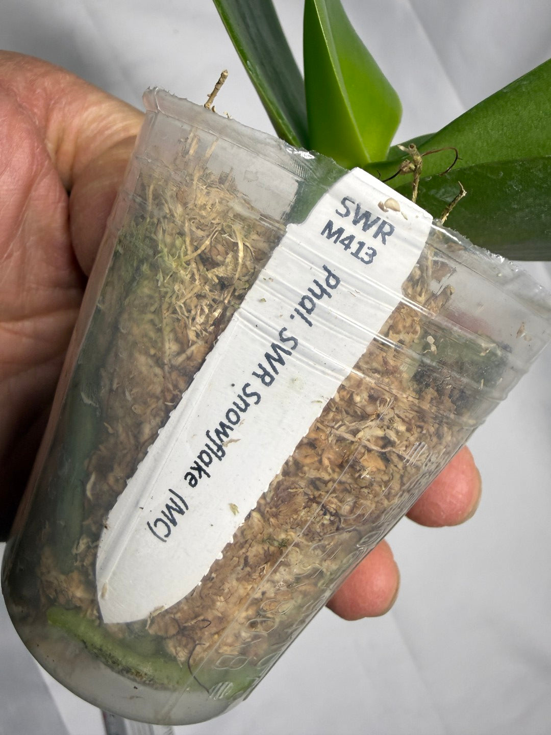 Phalaenopsis SWR Snowflake (Clone)