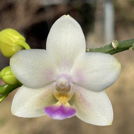 Phalaenopsis SWR Snowflake 'M413'