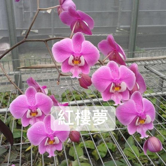 Phalaenopsis schilleriana 'Dark Pink Dream' 紅樓夢 M424 (clone)