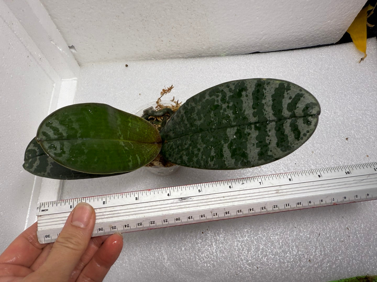 Phalaenopsis philippinensis 'M445' (clone)