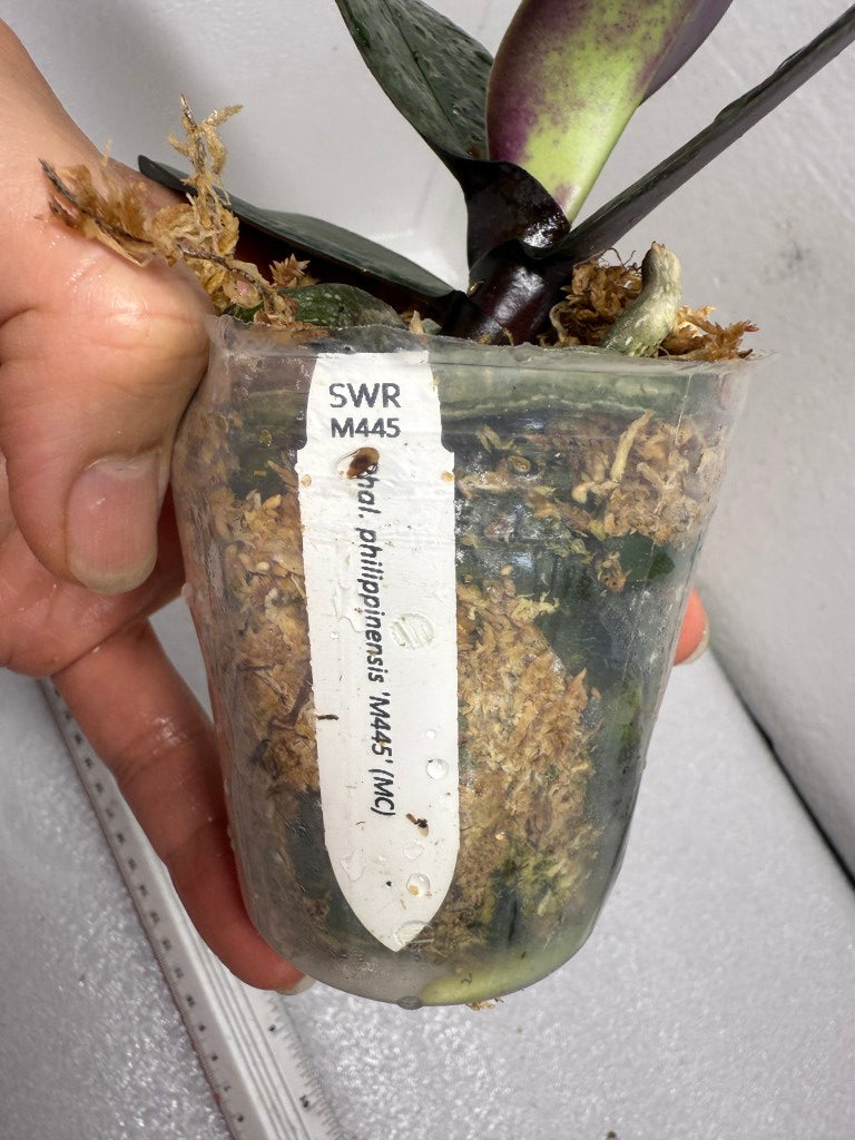 Phalaenopsis philippinensis 'M445' (clone)