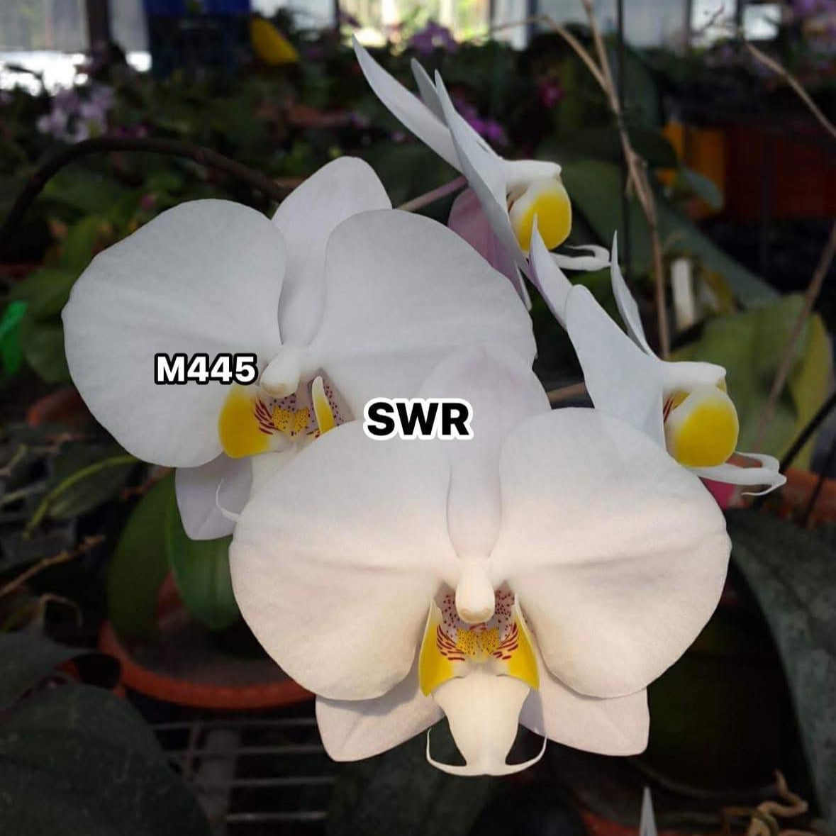 Phalaenopsis philippinensis 'M445' (clone)