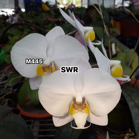 Phalaenopsis philippinensis 'M445' (clone)