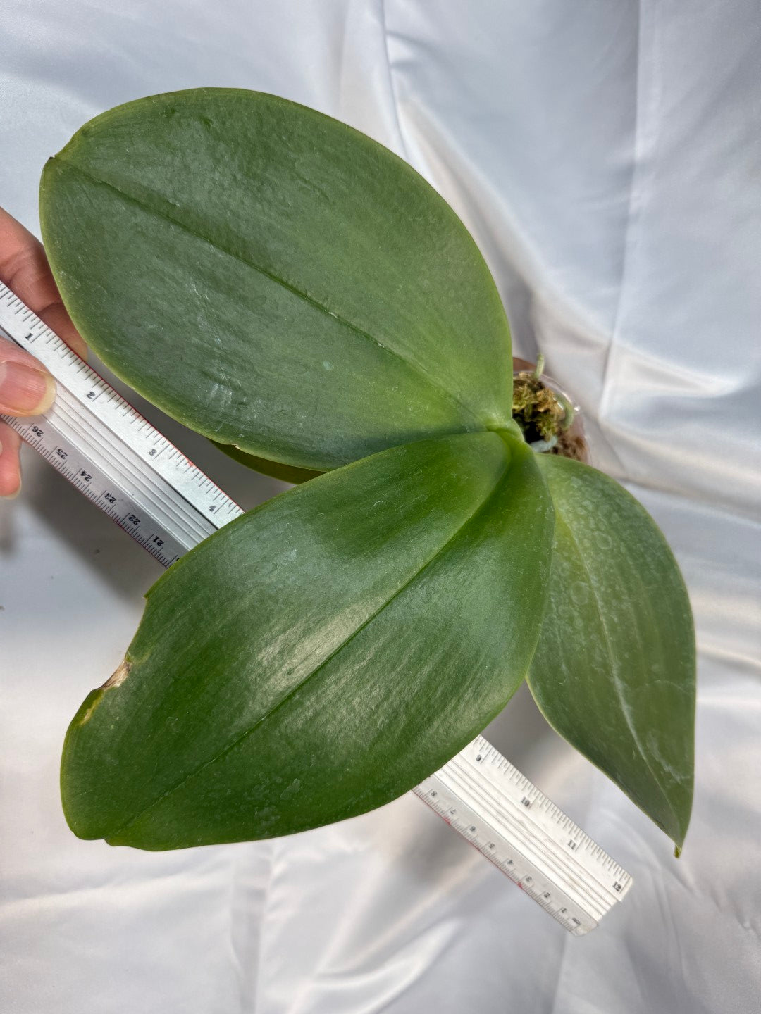 Phalaenopsis Mok Choi Yew 'M507' 251207 Spiking