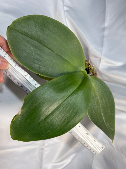 Phalaenopsis Mok Choi Yew 'M507' 251207 Spiking