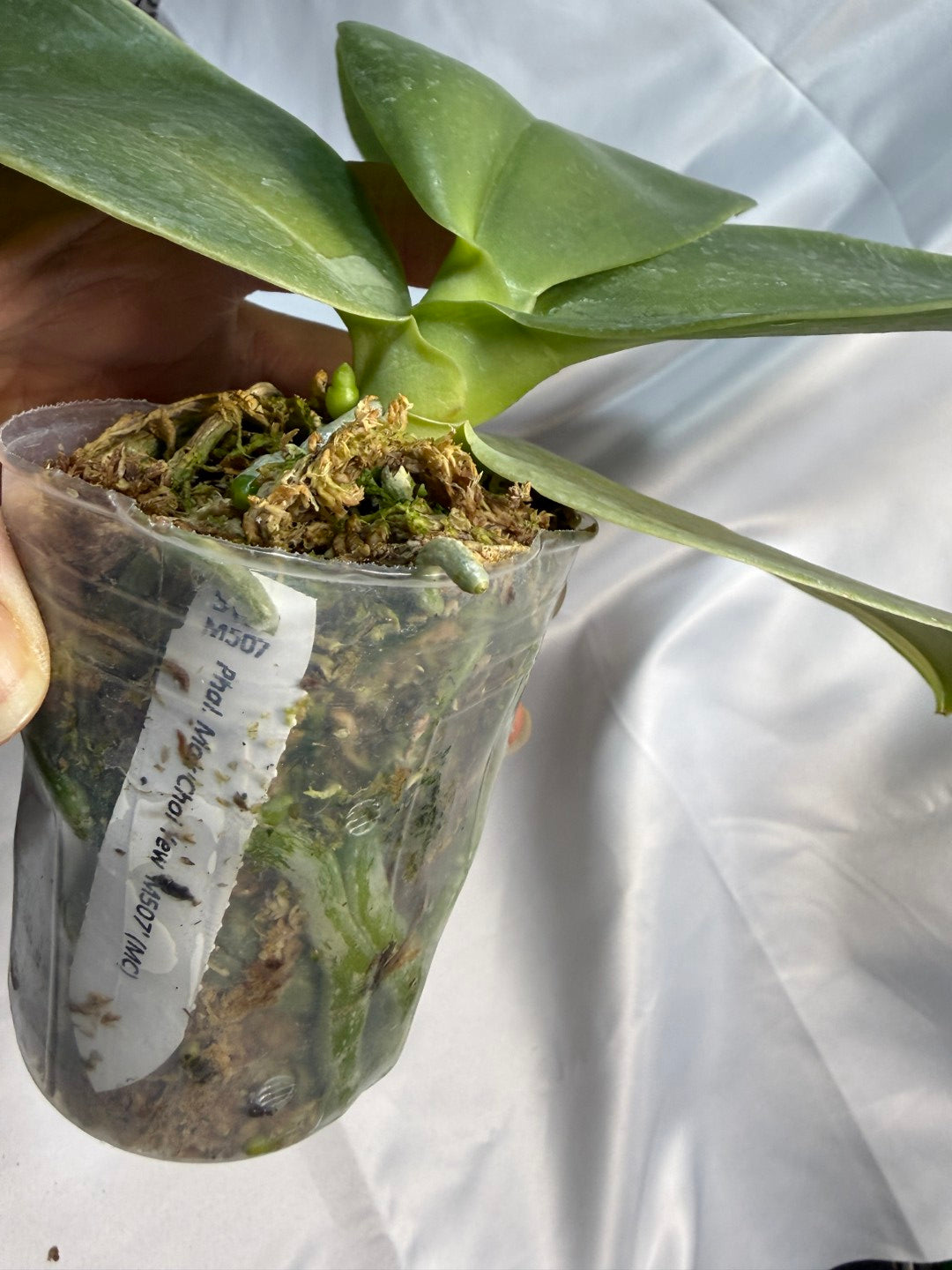 Phalaenopsis Mok Choi Yew 'M507' 251207 Spiking