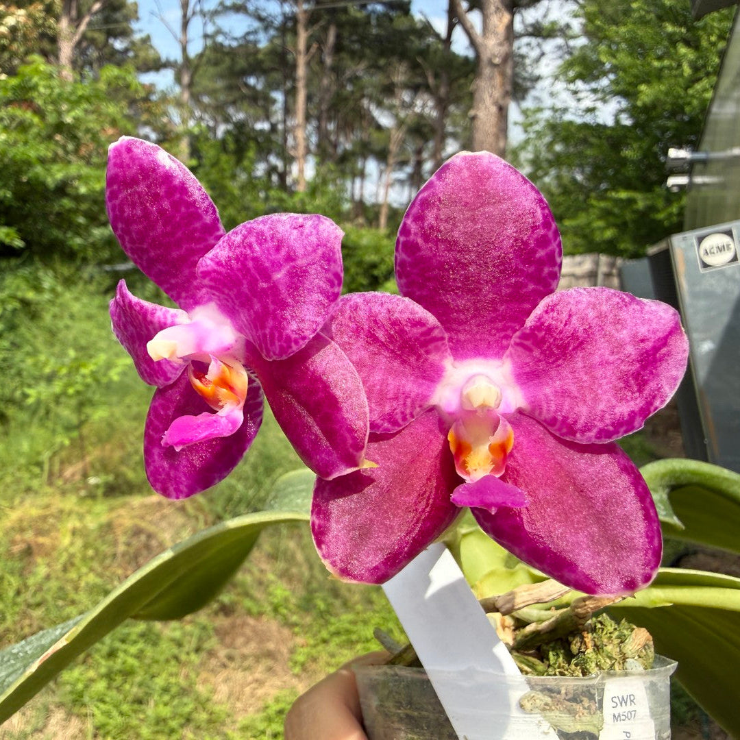 Phalaenopsis Mok Choi Yew 'M507' 260708 Budding