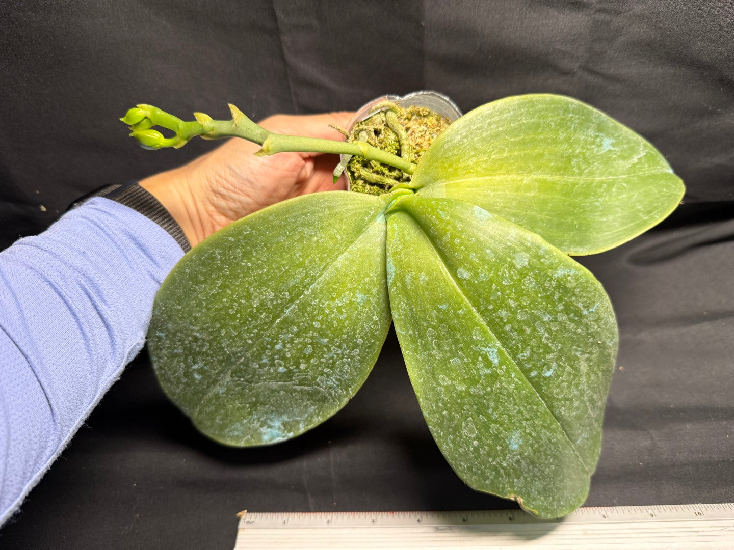 Phalaenopsis Mok Choi Yew 'M507' 260708 Budding