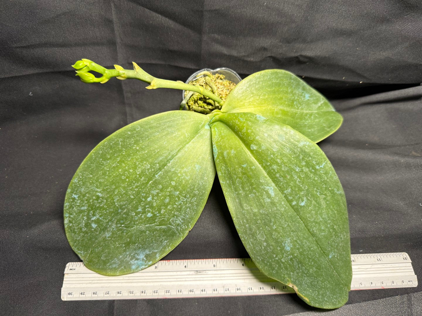 Phalaenopsis Mok Choi Yew 'M507' 260708 Budding