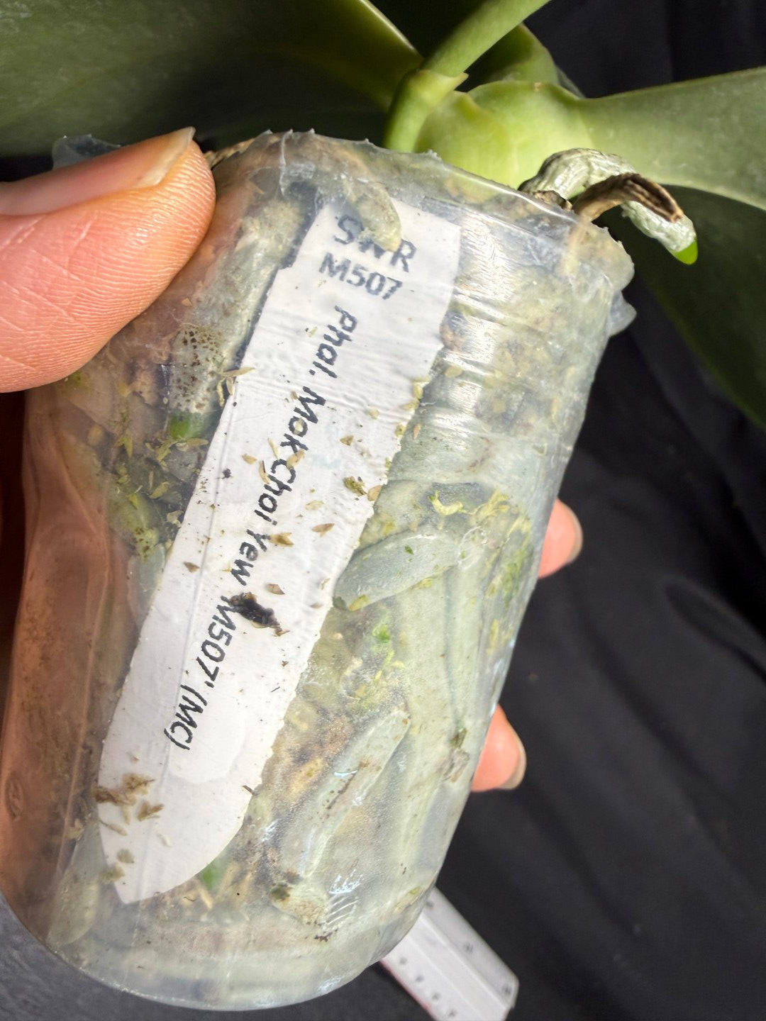 Phalaenopsis Mok Choi Yew 'M507' 260708 Budding