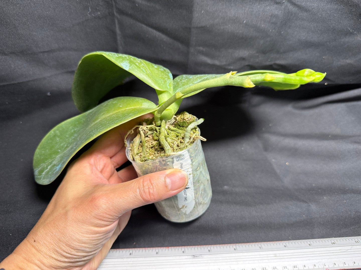 Phalaenopsis Mok Choi Yew 'M507' 260708 Budding