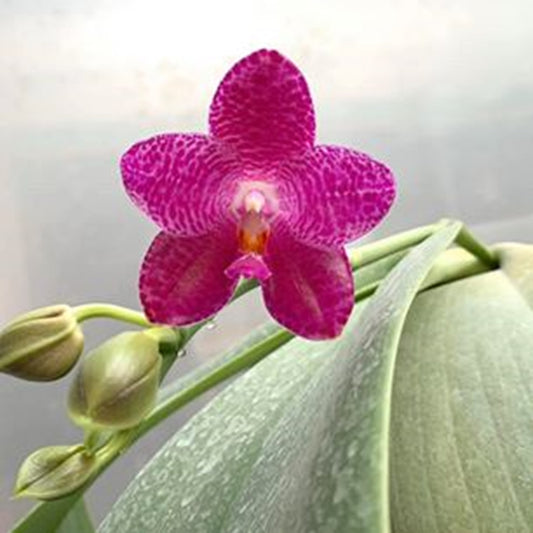 Phalaenopsis Mok Choi Yew 'M507'