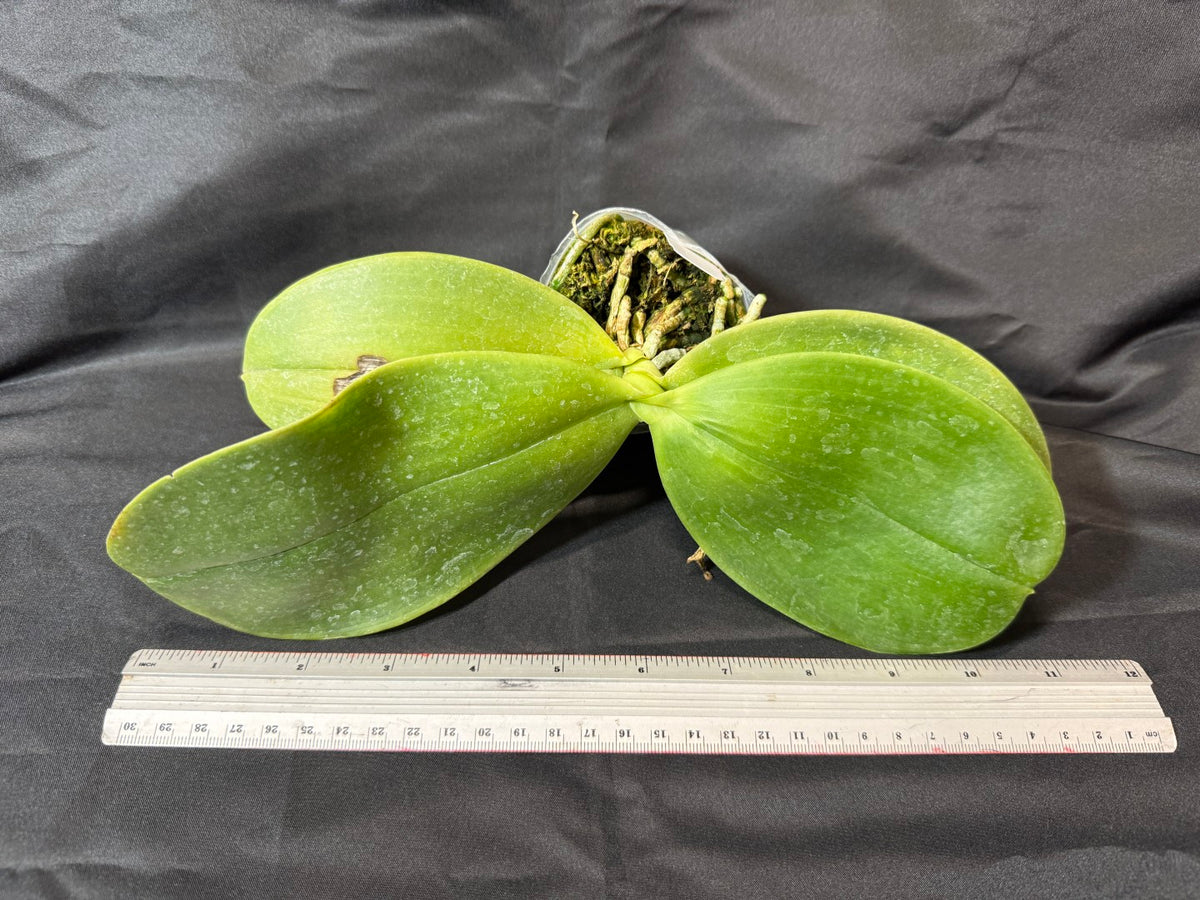 Phalaenopsis Mok Choi Yew 'M507' 261029