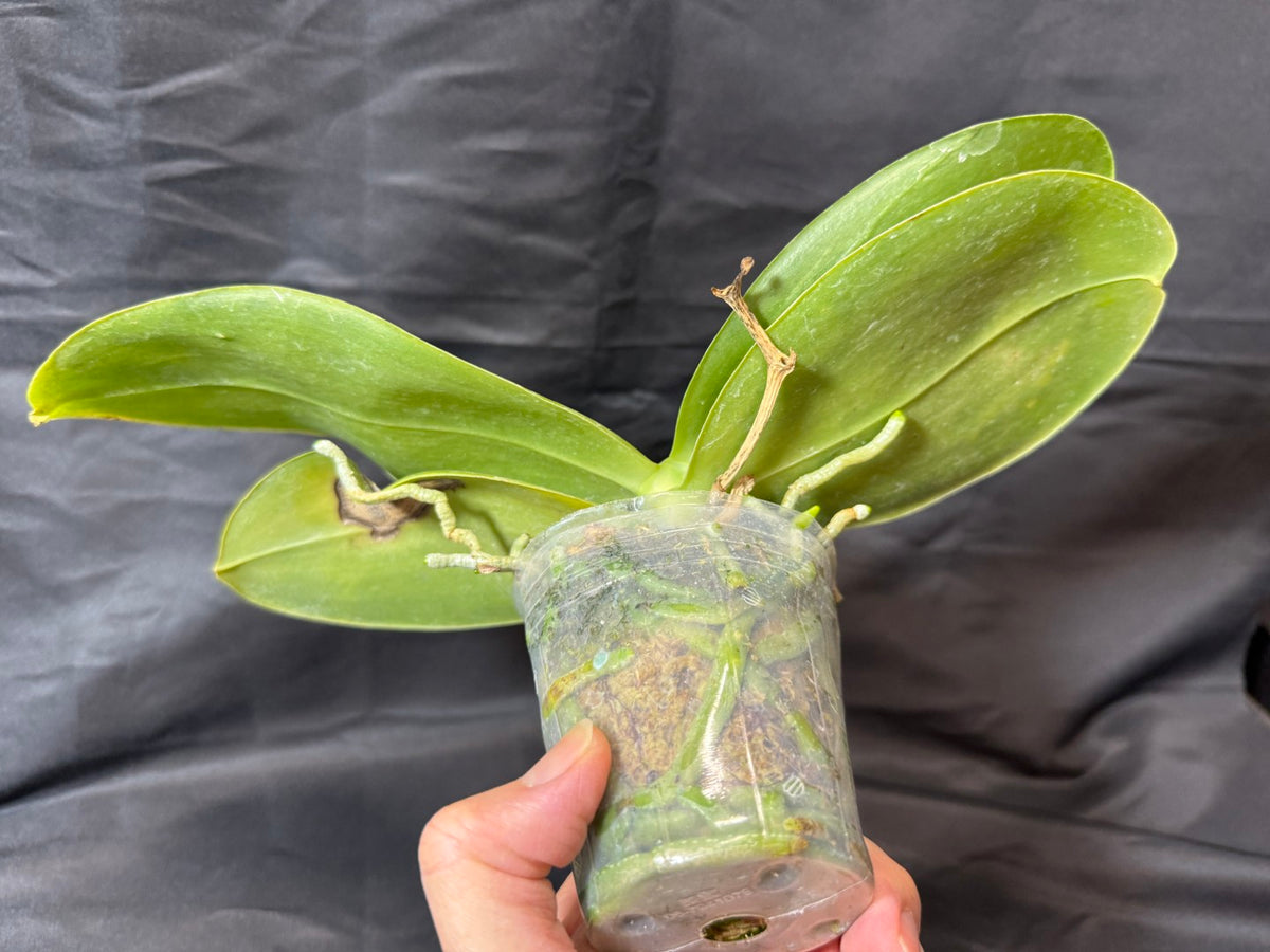 Phalaenopsis Mok Choi Yew 'M507' 261029