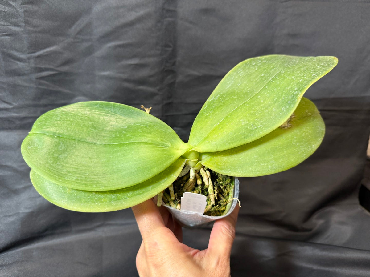 Phalaenopsis Mok Choi Yew 'M507' 261029