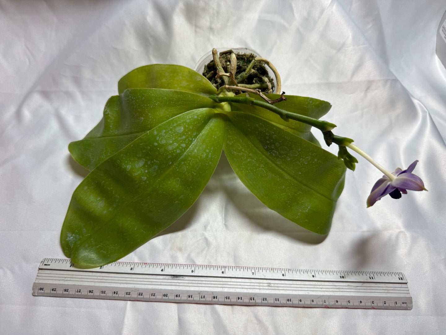 Phalaenopsis violacea f. indigo 'M511' Flowering 260804 Large Plant
