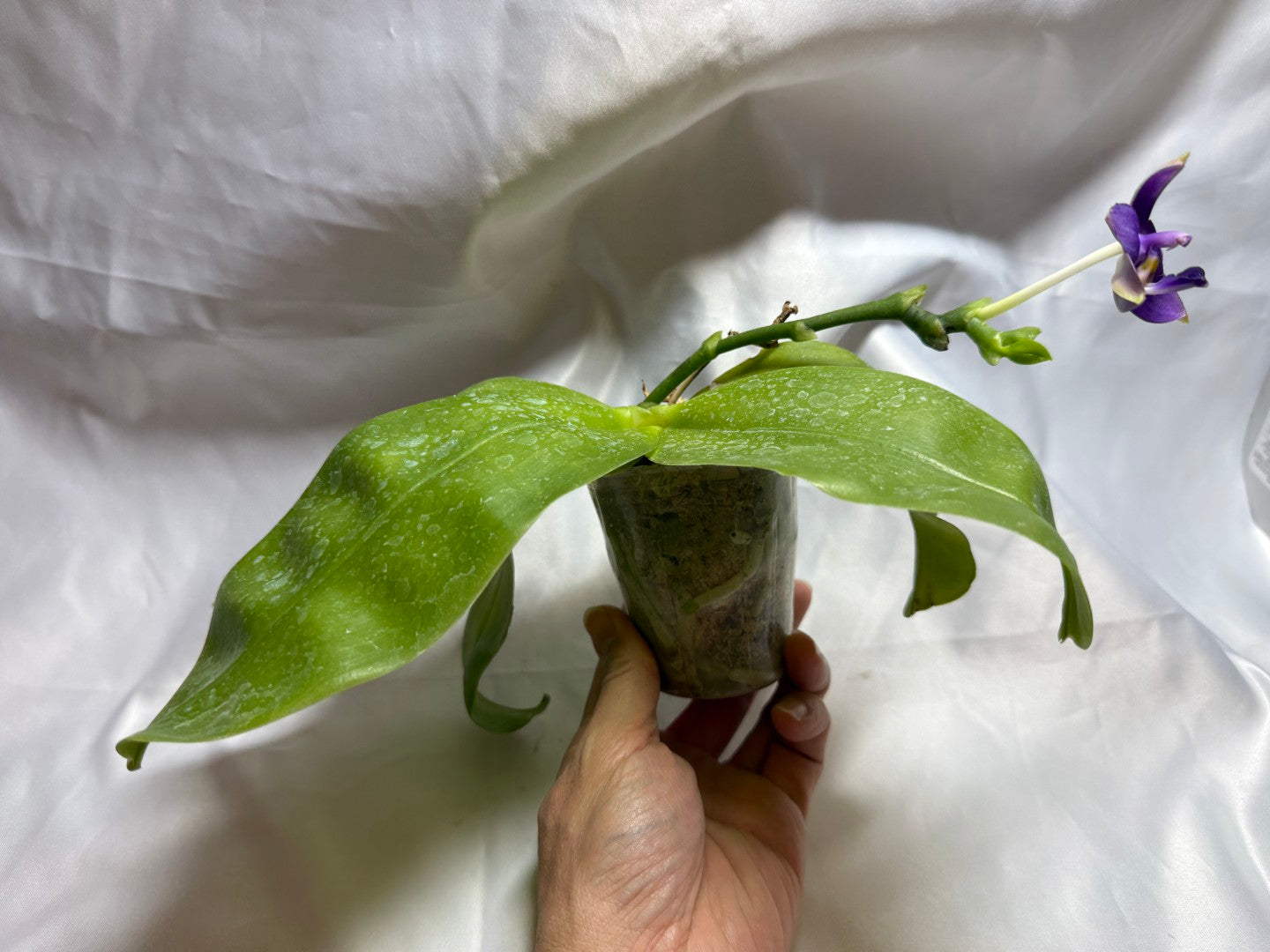 Phalaenopsis violacea f. indigo 'M511' Flowering 260804 Large Plant