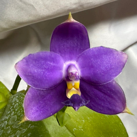 Phalaenopsis violacea f. indigo 'M511' Flowering 260804 Large Plant