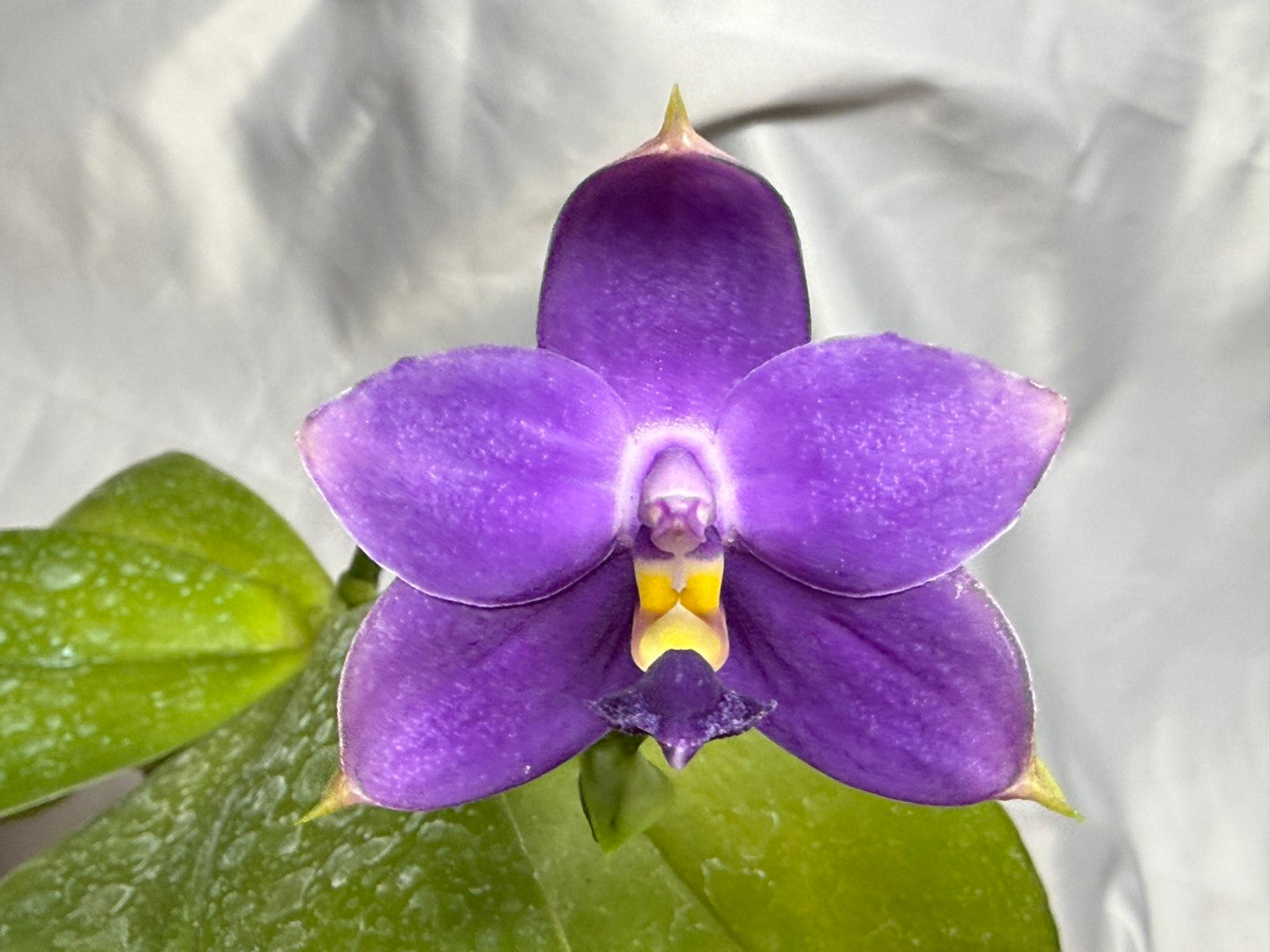 Phalaenopsis violacea f. indigo 'M511' Flowering 260804 Large Plant