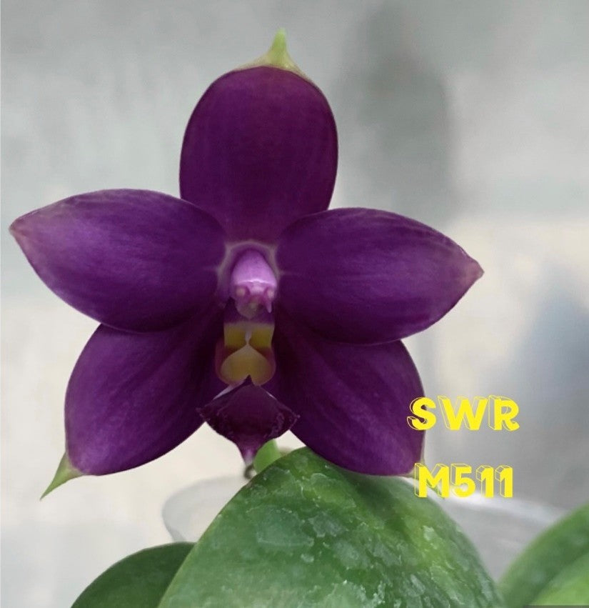 Phalaenopsis violacea f. indigo 'M511' Flowering 260804 Large Plant