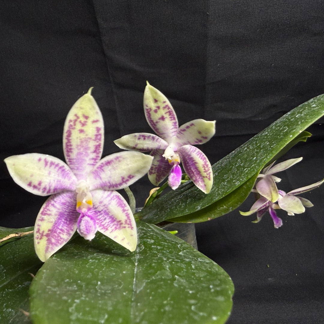 Phalaenopsis SWR Wild Champagne 'Do Sun' Flowering 260708