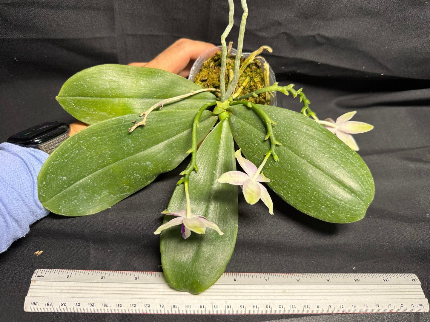 Phalaenopsis SWR Wild Champagne 'Do Sun' Flowering 260708