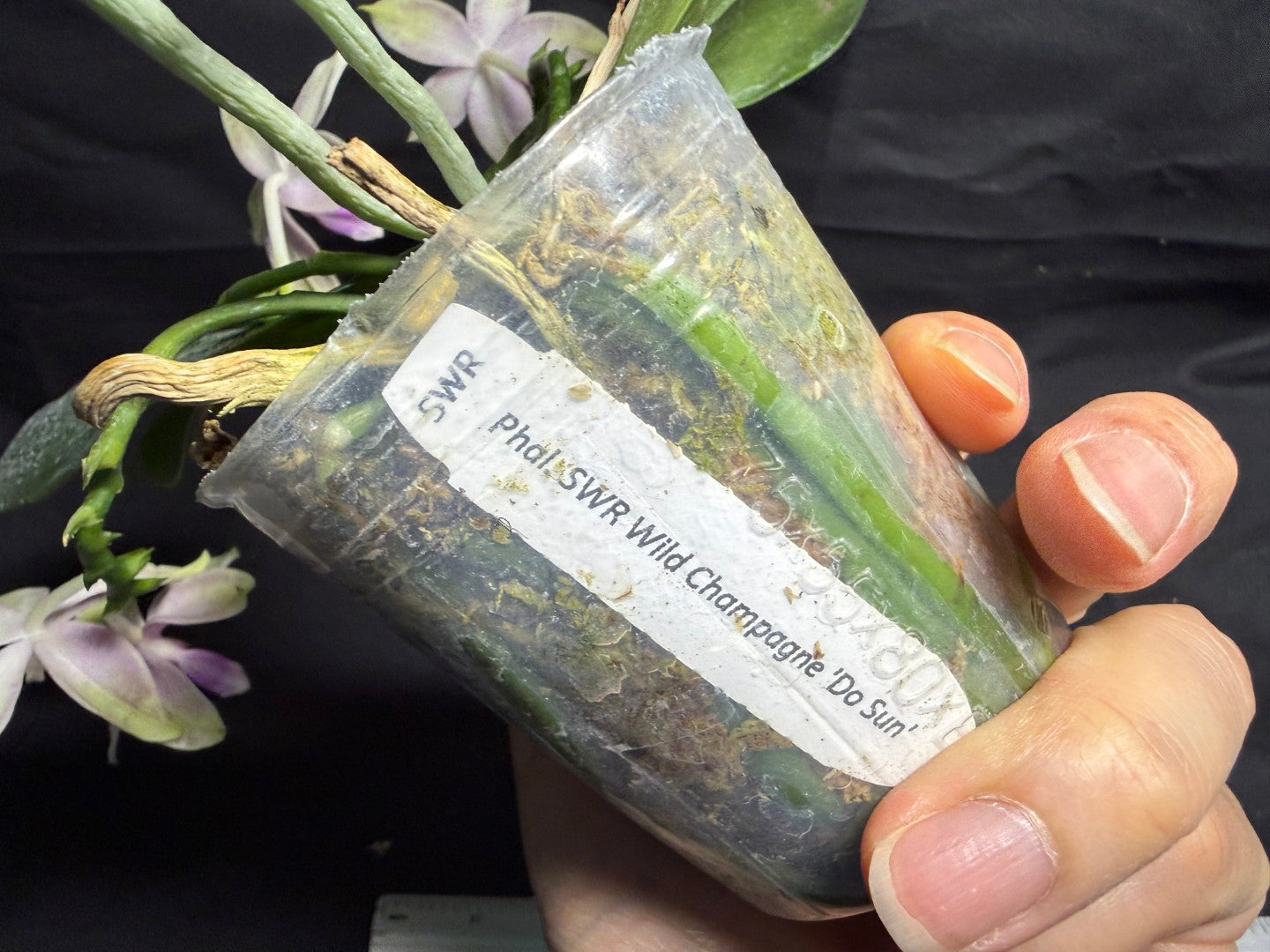 Phalaenopsis SWR Wild Champagne 'Do Sun' Flowering 260708