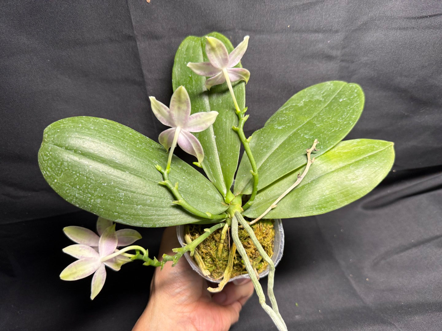 Phalaenopsis SWR Wild Champagne 'Do Sun' Flowering 260708