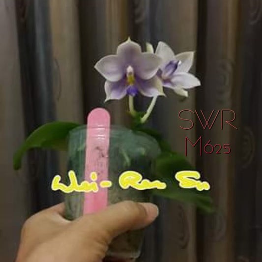 Phalaenopsis Germaine Vincent 'M625' Spiking