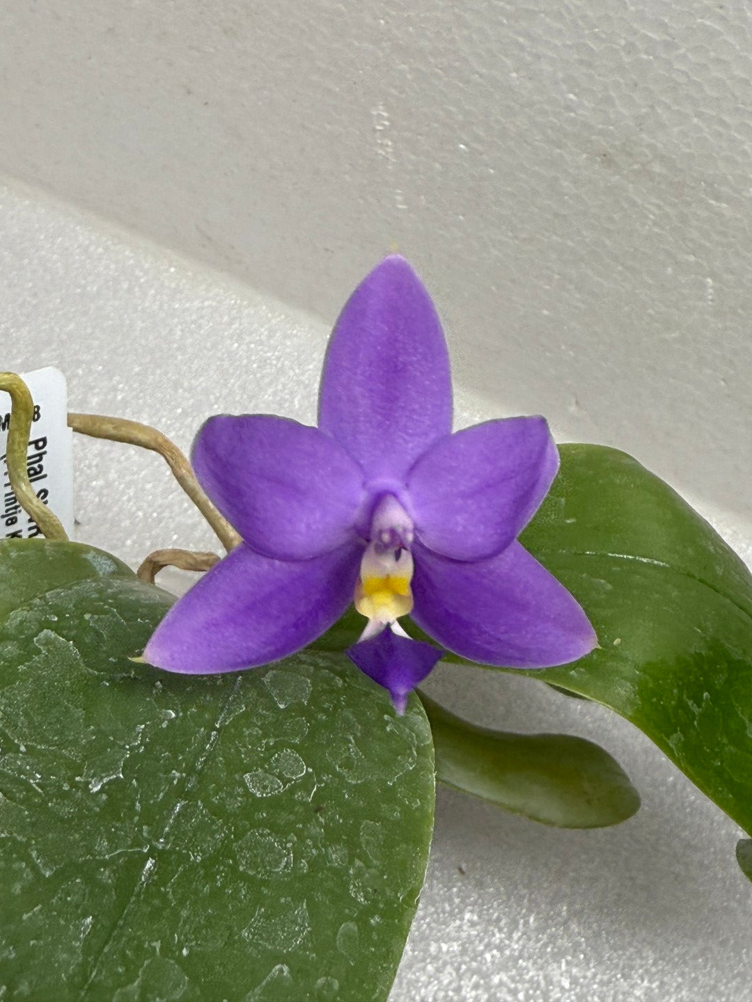 Phalaenopsis SWR Baby Gem 'M648' 250721 Flowering – Big Leaf
