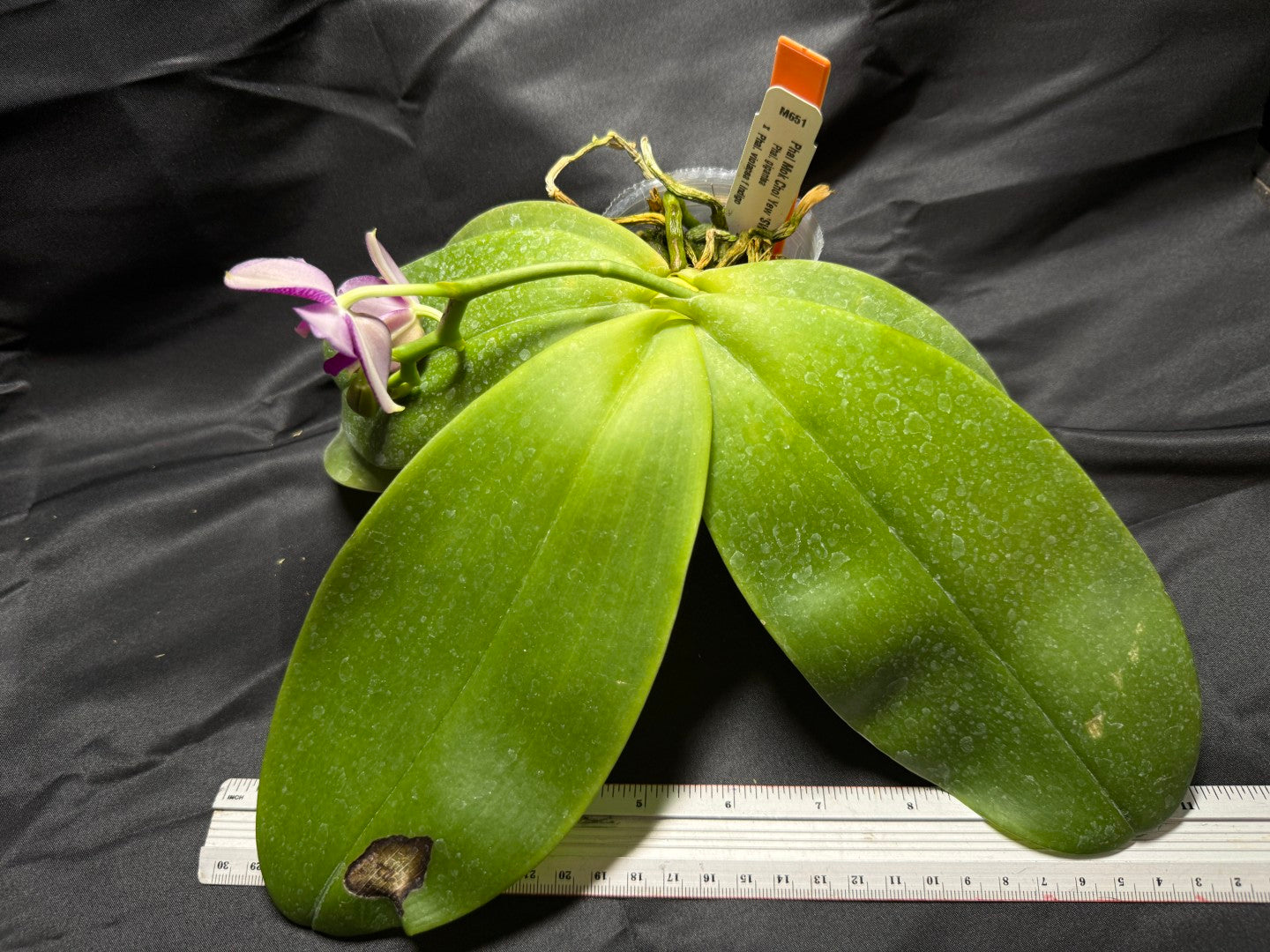 Phalaenopsis Mok Choi Yew 'M651' 260703 Flowering