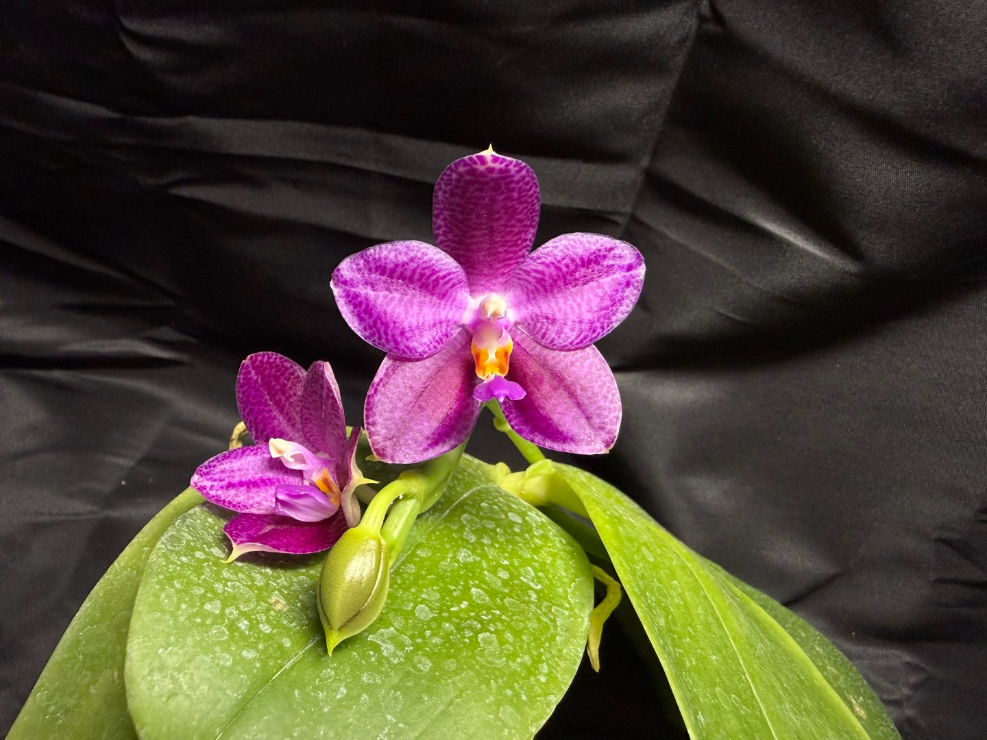 Phalaenopsis Mok Choi Yew 'M651' 260703 Flowering