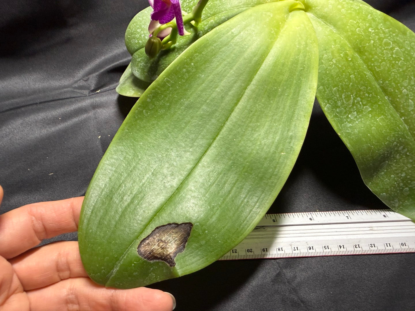 Phalaenopsis Mok Choi Yew 'M651' 260703 Flowering