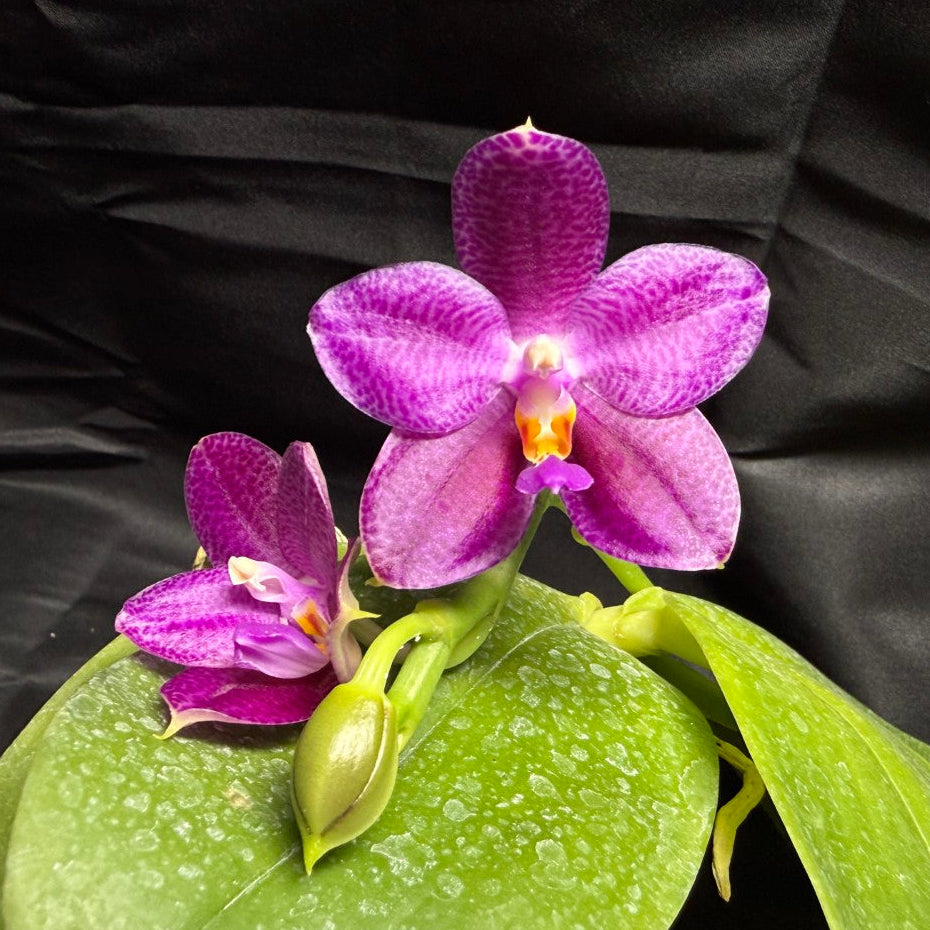 Phalaenopsis Mok Choi Yew 'M651' 260703 Flowering
