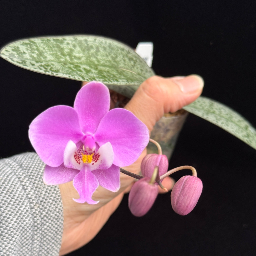 ハバネロ　FS ✖️ Portillae Anthurium NSE #Portillae x RLFS from @pacific.gardner