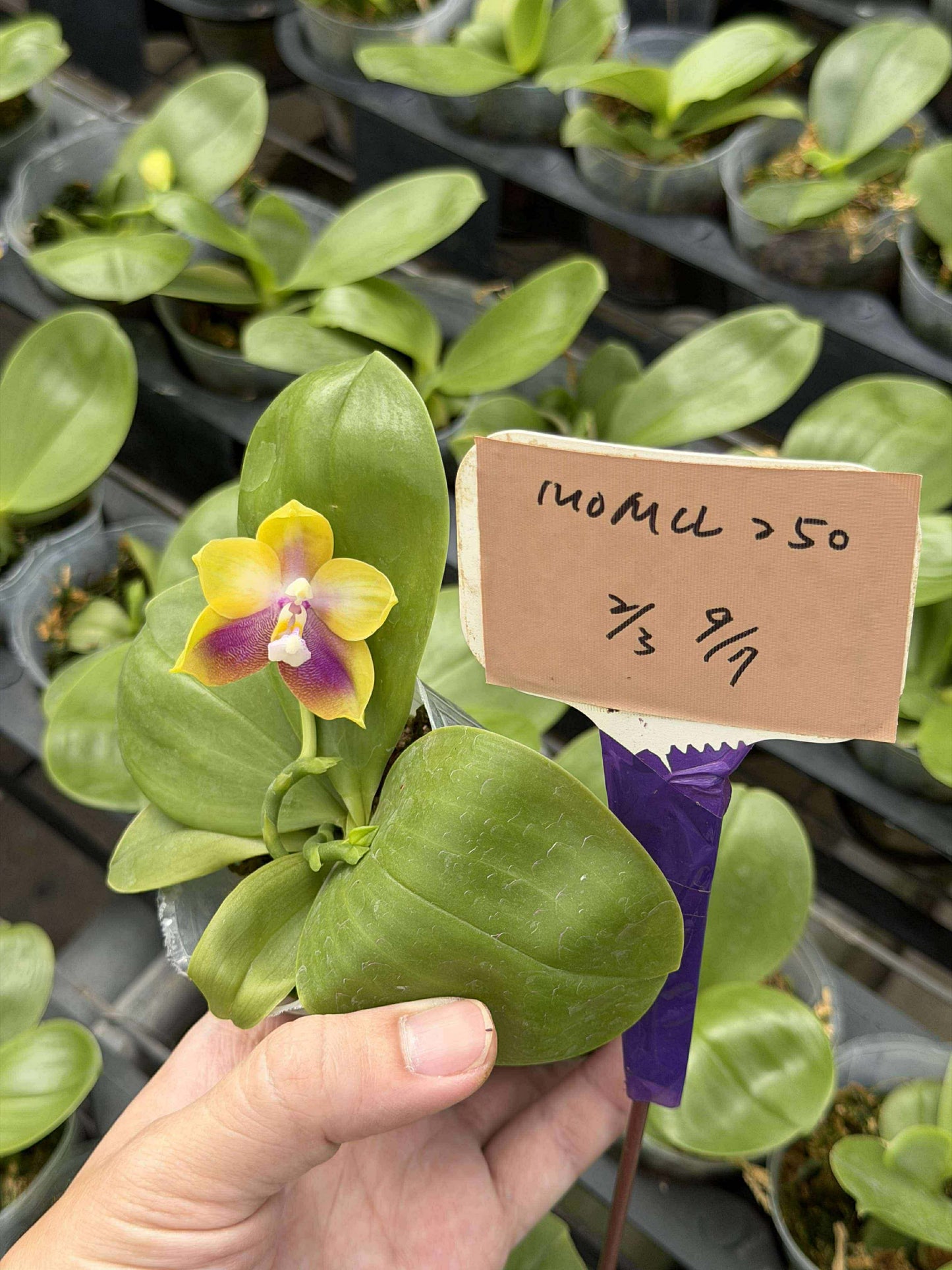 Phalaenopsis Mituo Double Gelb Eagle 'Golden Sparrow'