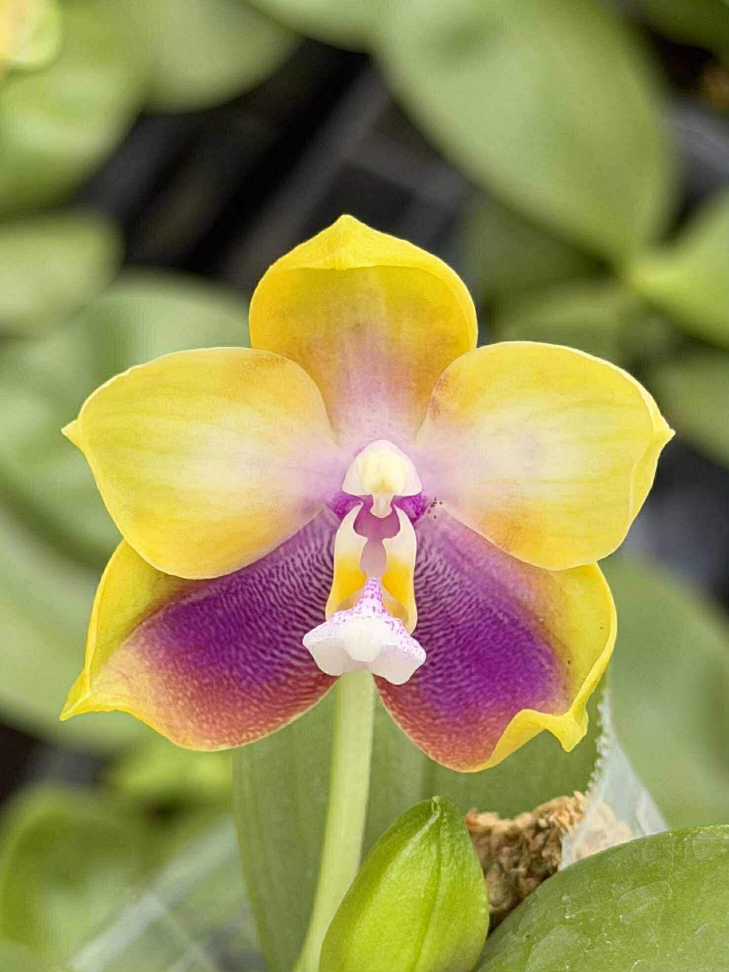 Phalaenopsis Mituo Double Gelb Eagle 'Golden Sparrow'