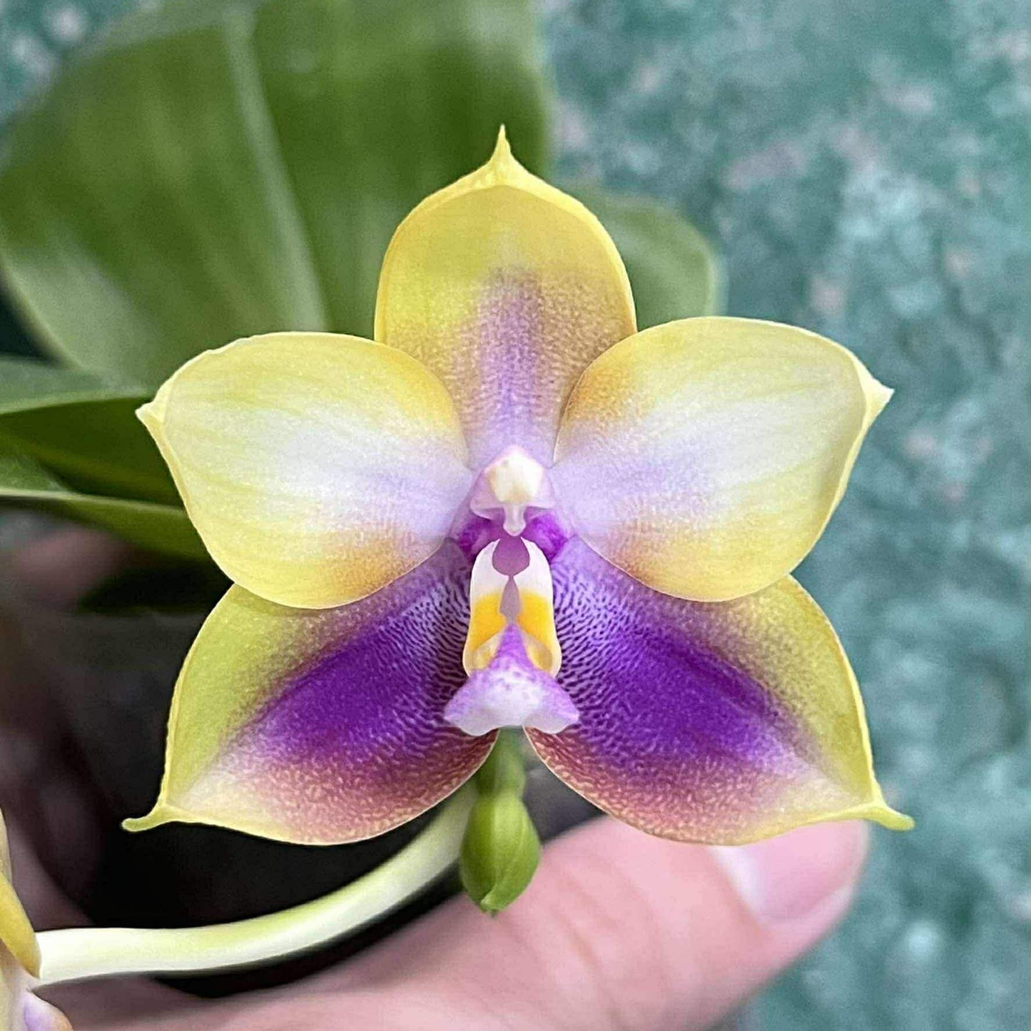 Phalaenopsis Mituo Double Gelb Eagle 'Golden Sparrow'